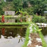 Terrain à vendre à N'sele ville de Kinshasa