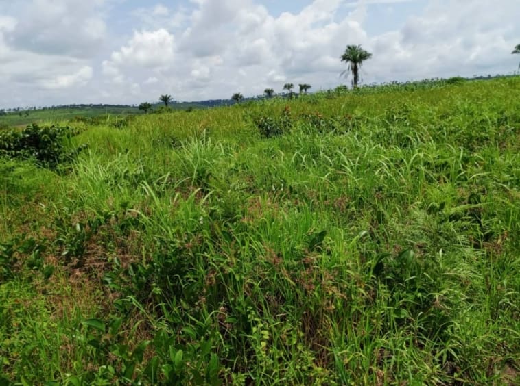 Concession agricole à vendre à Kisantu