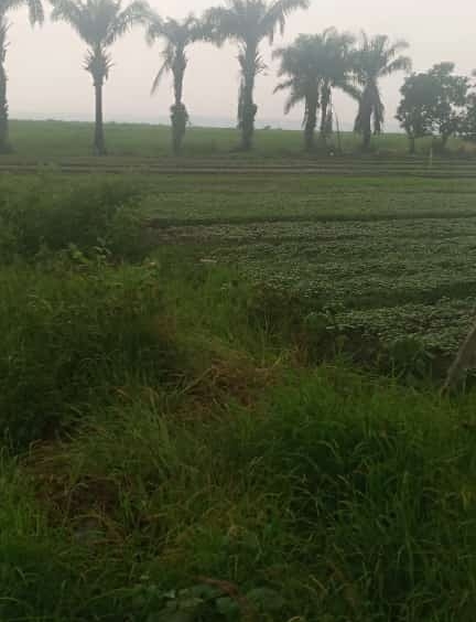 concession a vendre au bord du fleuve Congo à Kinkole