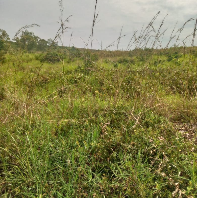 terrain