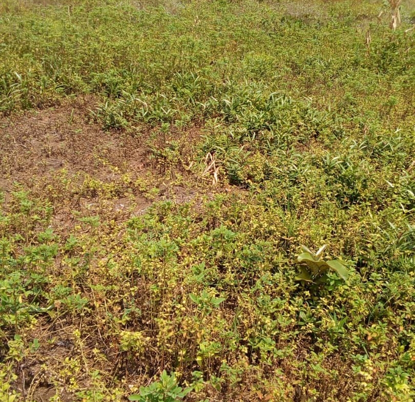 terrain