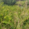 VENTES DES TERRAIN À MALUKU MENKAO APRÈS KINGAKATI 23 terrain