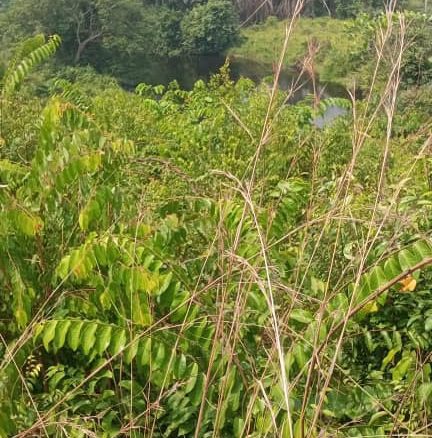 VENTES DES TERRAIN À MALUKU MENKAO APRÈS KINGAKATI 22 terrain