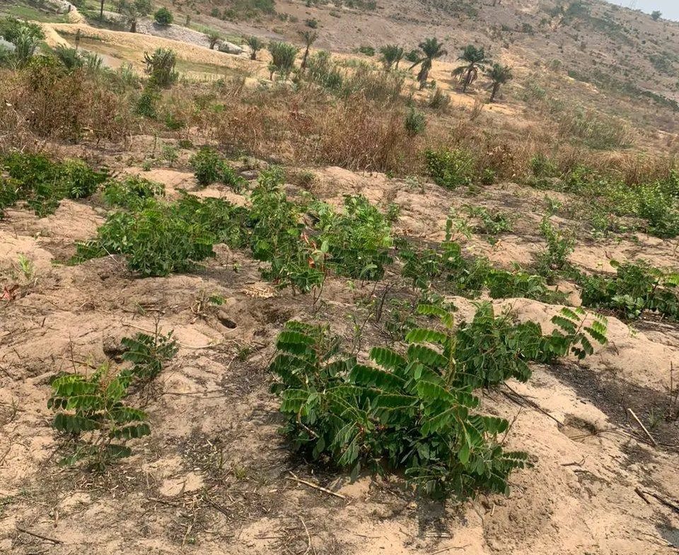 terrain