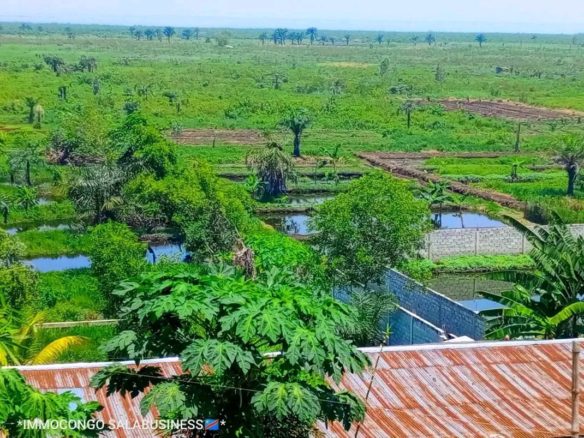 TERRAIN A VENTRE 2 HECTARES AGRICOLE DISPONIBLE A N'SELE BIBWA 42 terrain