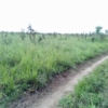 300 hectares à vendre à Maluku 19 terrain à vendre
