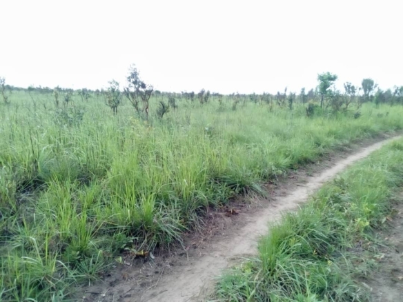 300 hectares à vendre à Maluku 18 terrain à vendre