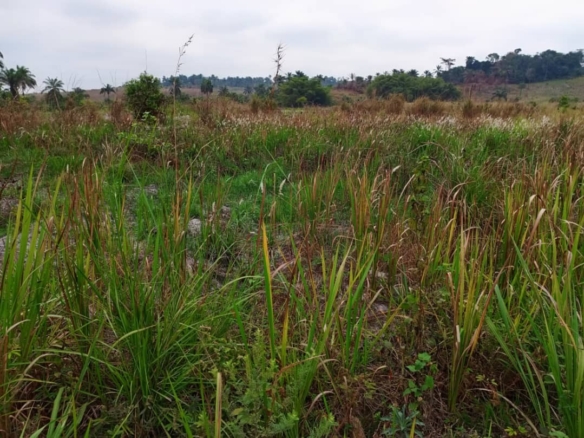 Concession Agricole à Mbuba Kongo Centrale 30 scaled 1001519605