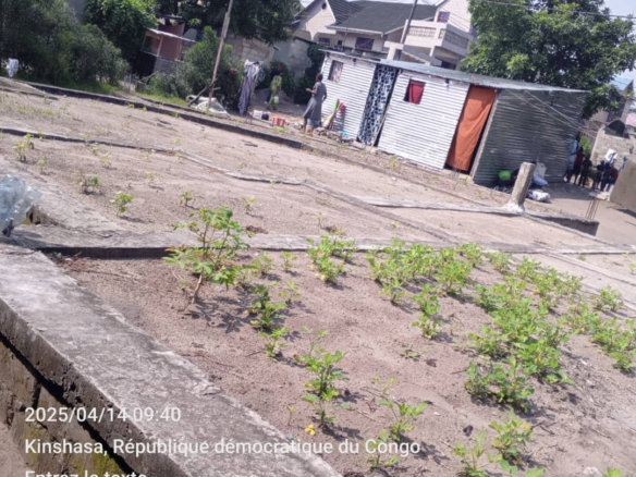 Parcelle à vendre avec une fondation en étage Dans la commune de Nsele à bibwa 22 Parcelle à vendre