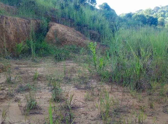 VENTE PARCELLE de 20 x 25 au Quartier NOKI à Mbanza-Ngungu Kongo Central 12 PARCELLE
