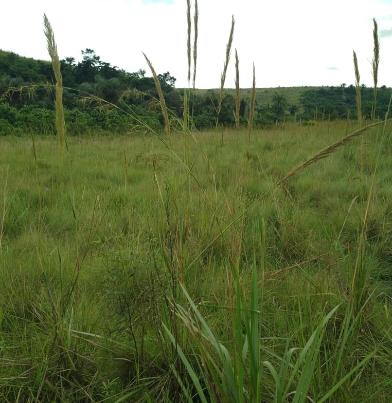 Concession agricole