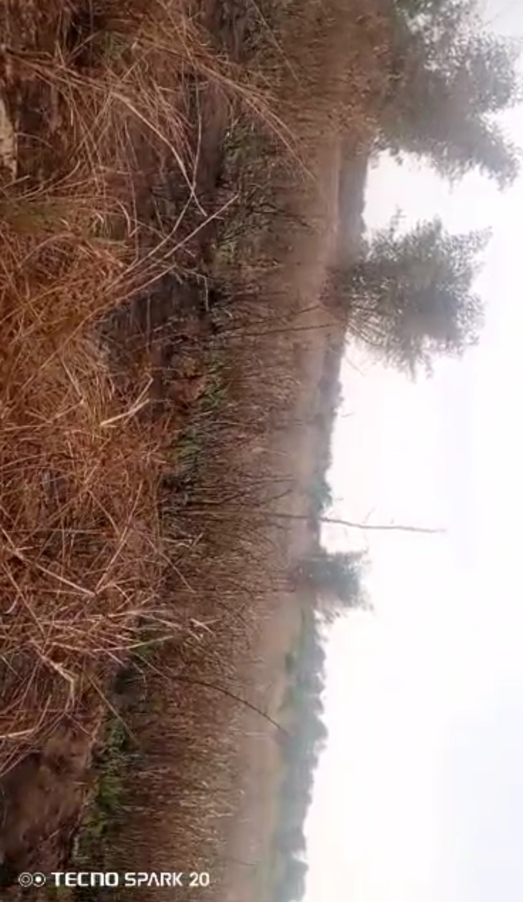 hectares