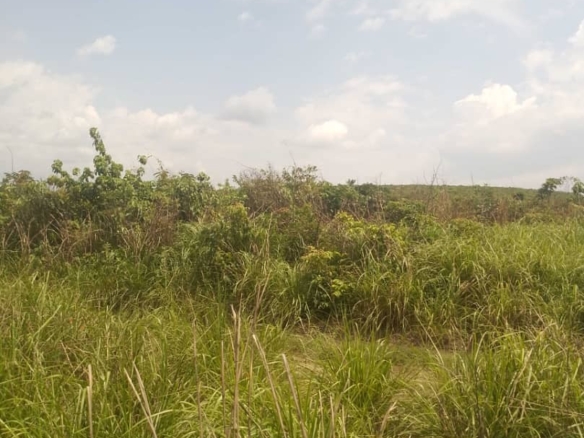 Concession a vendre au kongo centrale 2 scaled 1004198499