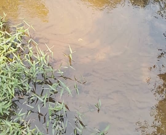 concession agricole a vendre à kasangulu après peage 15 scaled 1004647349