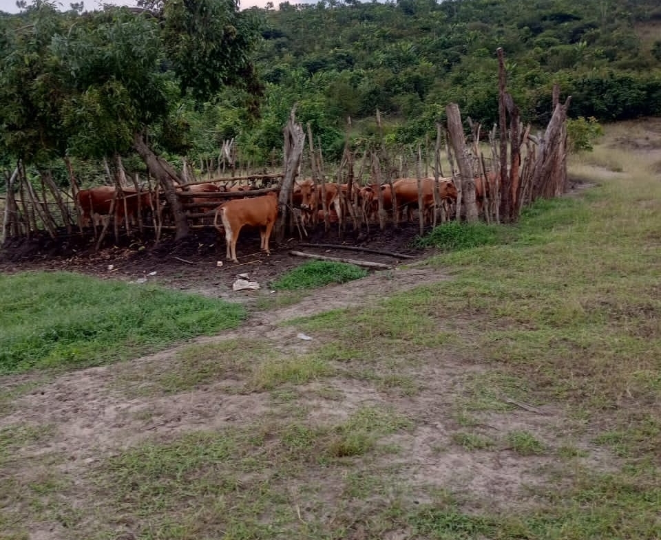Ferme-Concession à Vendre – N’Sele, Kinshasa