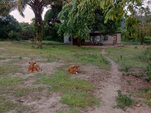 Ferme-concession à vendre – n’sele, kinshasa