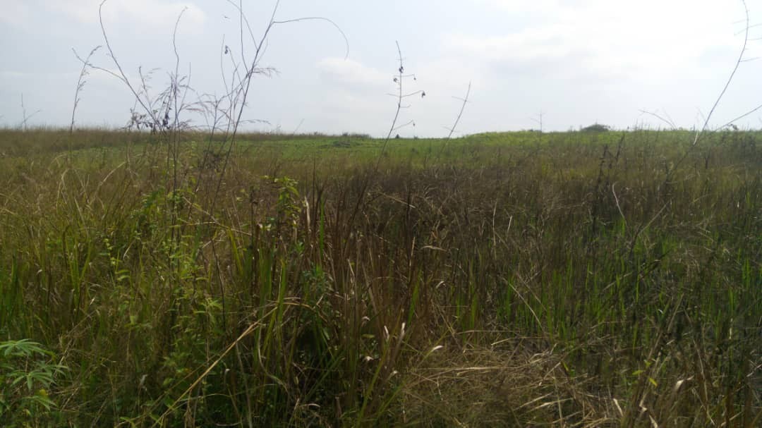 Parcelle-Terrain à Vendre – Kisantu, Kongo Central
