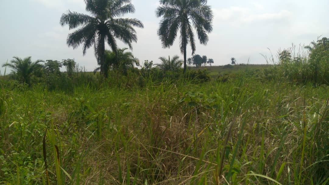 Parcelle-Terrain à Vendre – Kisantu, Kongo Central