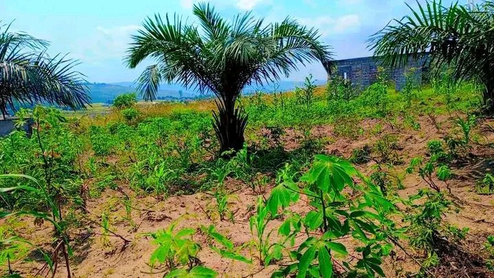 Parcelle-Terrain à Vendre – N’Sele, Kinshasa