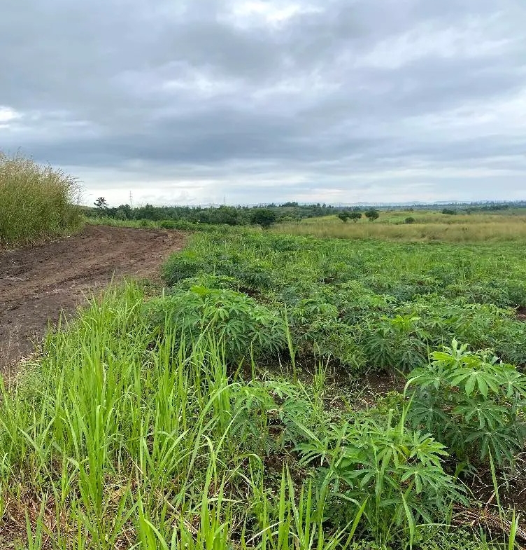 Parcelle-Terrain à Vendre – Mbanza-Ngungu, Kongo Central