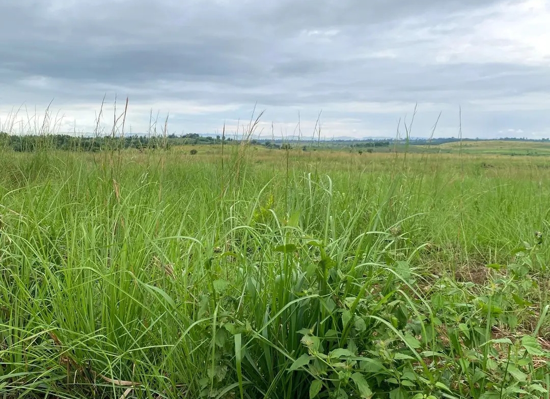 Parcelle-Terrain à Vendre – Mbanza-Ngungu, Kongo Central