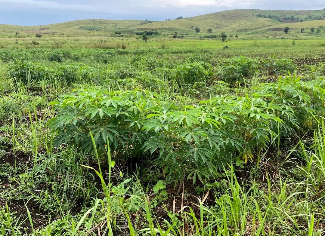 Parcelle-Terrain à Vendre – Mbanza-Ngungu, Kongo Central