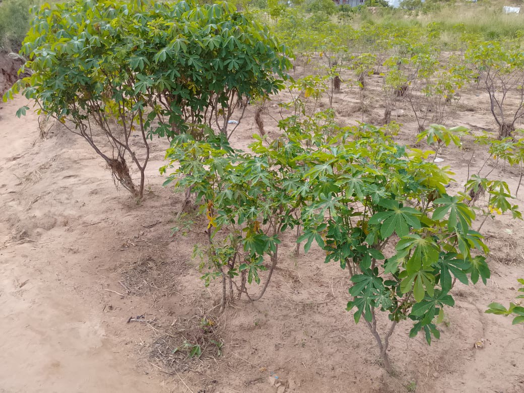 Parcelle-Terrain à Vendre – N’Sele, Kinshasa