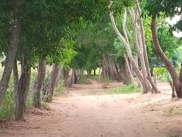Parcelle-terrain à vendre – n’sele, kinshasa