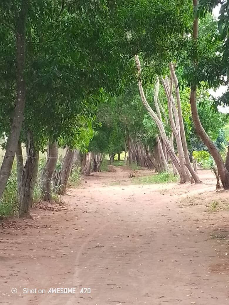 Parcelle-Terrain à Vendre – N’Sele, Kinshasa