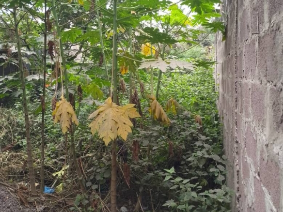 Parcelle-terrain à vendre – mont-ngafula, kinshasa
