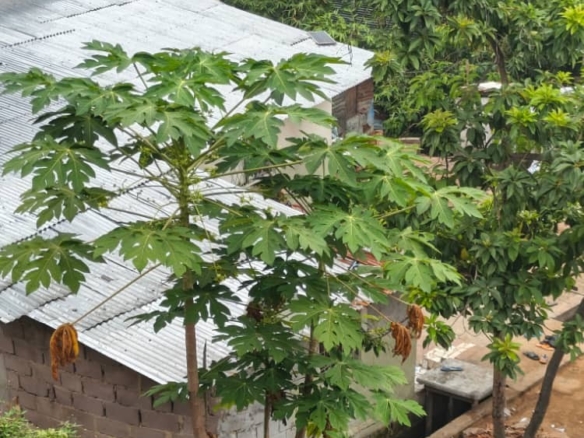 Parcelle-terrain à vendre – macampagne, kinshasa