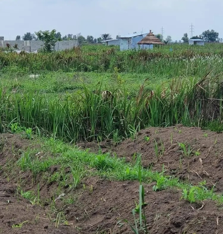 HECTARES À VENDRE DANS LA COMMUNE DE MALUKU VILLAGE BITA QUARTIER KITSINI
