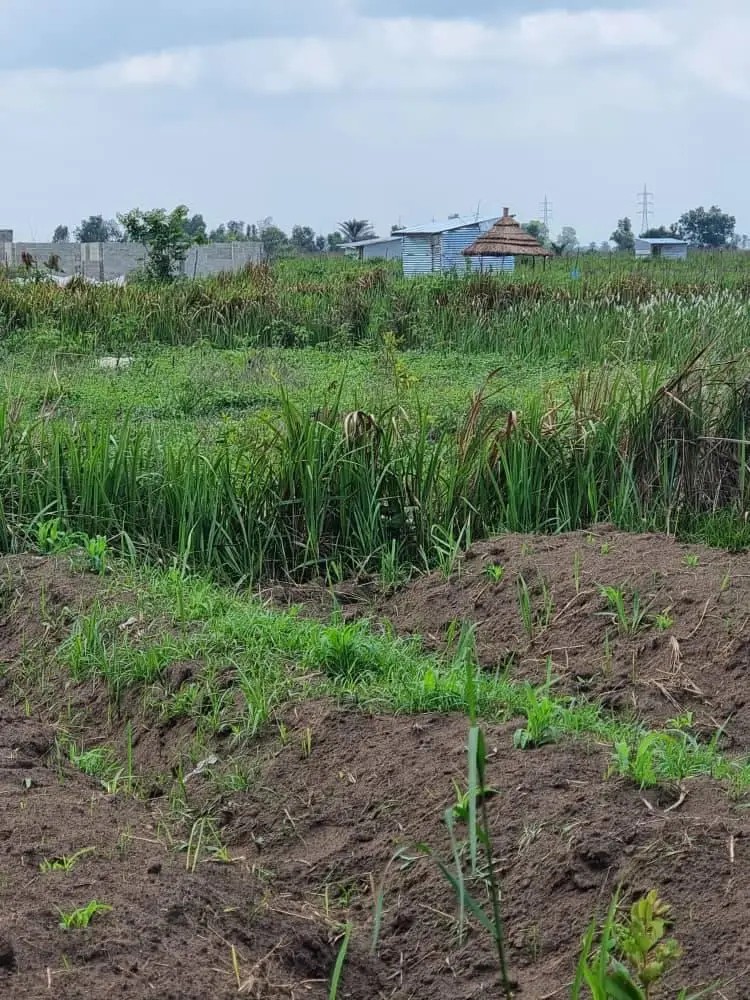 HECTARES À VENDRE DANS LA COMMUNE DE MALUKU VILLAGE BITA QUARTIER KITSINI